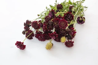 Pincushion