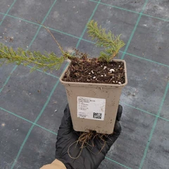 Seedling