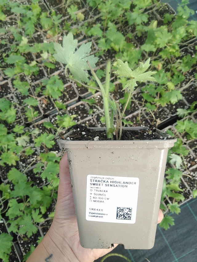 Ridderspoor Highlander Sweet Sensation - 16. 7. 2026