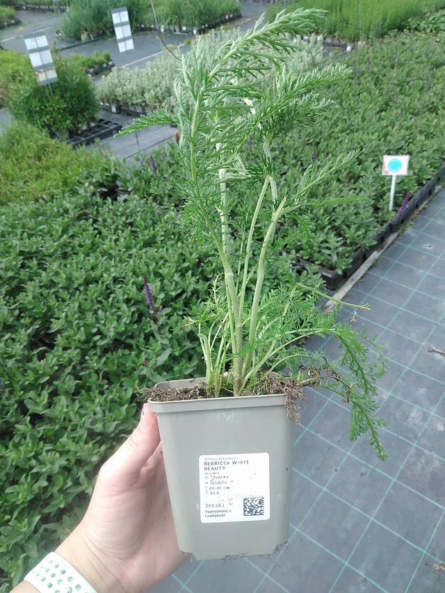 Duizendblad White Beauty - 2. 6. 2026