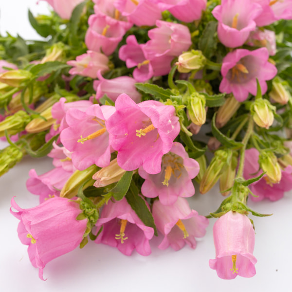 Campanula Champion Pink, Loukykvět