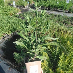 Plantón