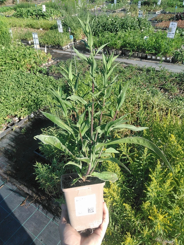 Aster novi-belgii Marie Ballard - 22. 7. 2026