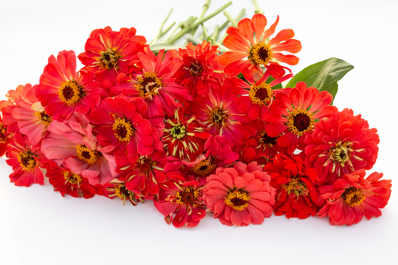 Cynia Super Yoga Scarlet, Loukykvět