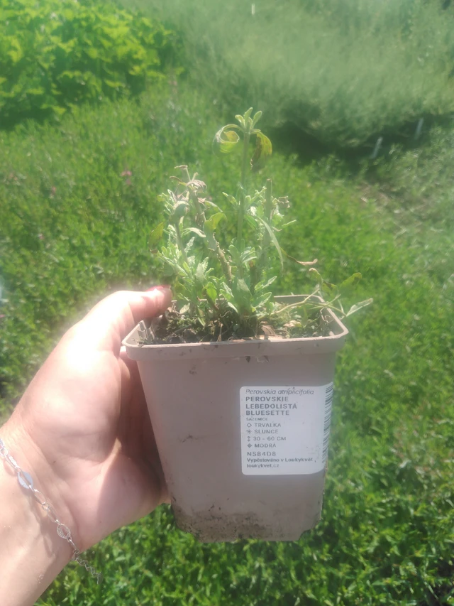 Perowskia łobodolistna Bluesette - 2024