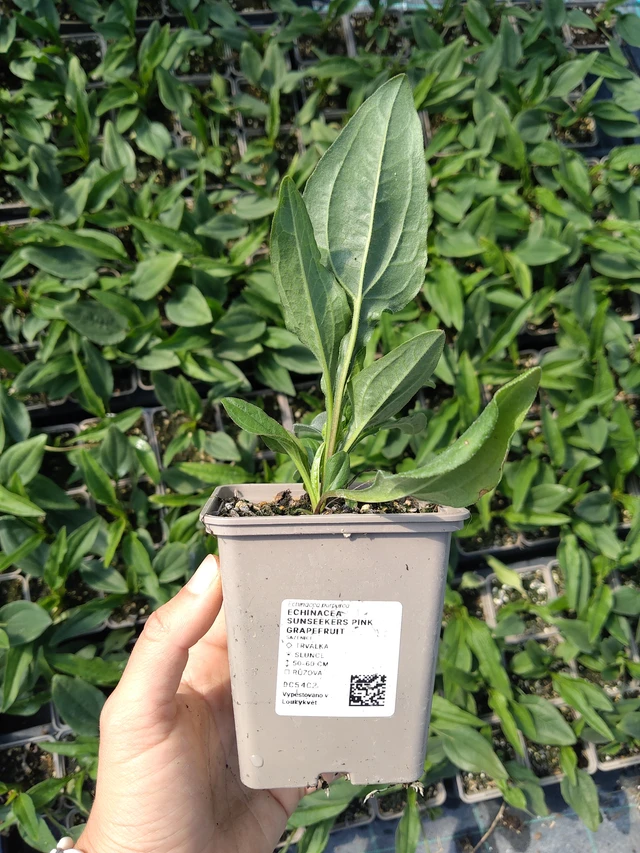 Echinacea SunSeekers Pink Grapefruit - 11. 8. 2026