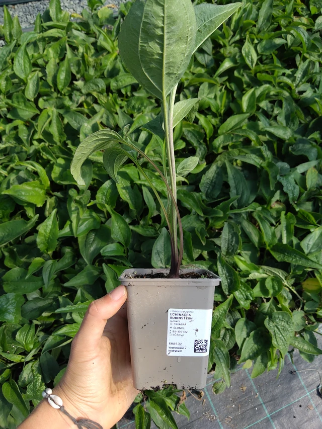 Echinacea Rubinstern - 11. 8. 2026