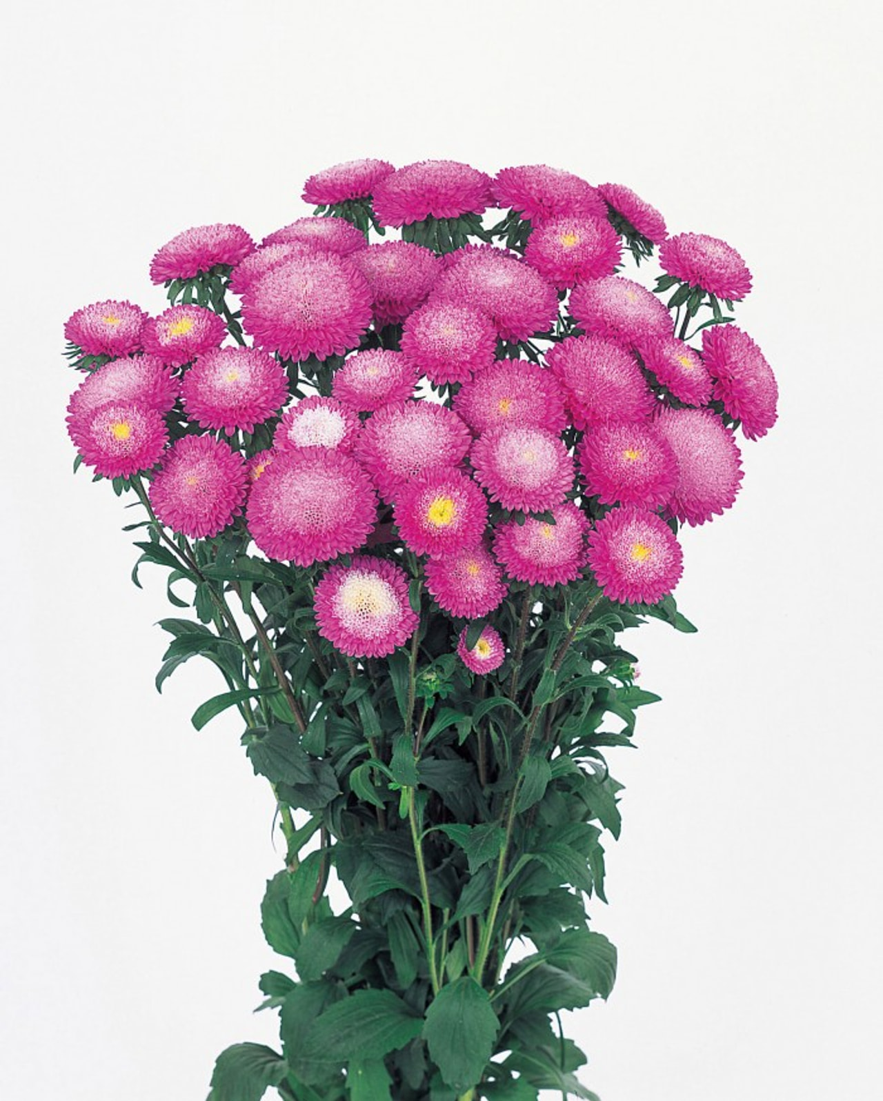 Aster chiński Bonita Rose, Loukykvět