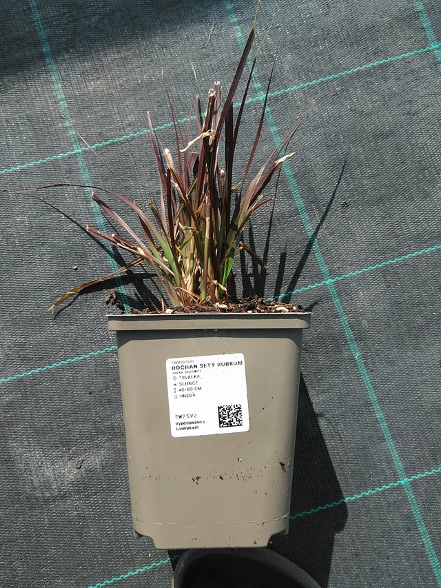 Neegri-hiidhirss Rubrum - 16. 7. 2026