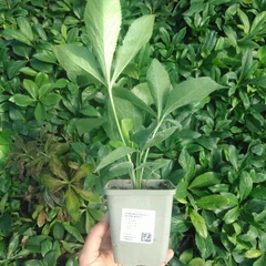 Plantje