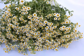 Tanacetum