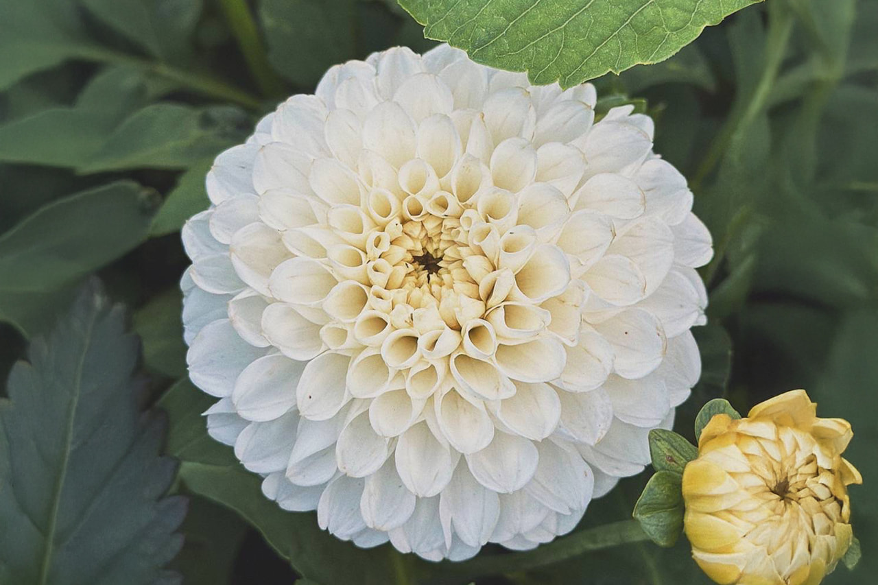 Dalia Bazuin Snow White, Loukykvět