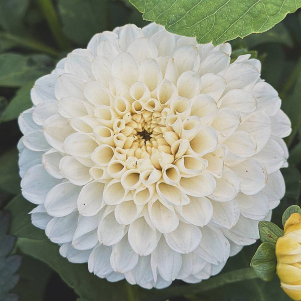 Dalia Bazuin Snow White, Loukykvět