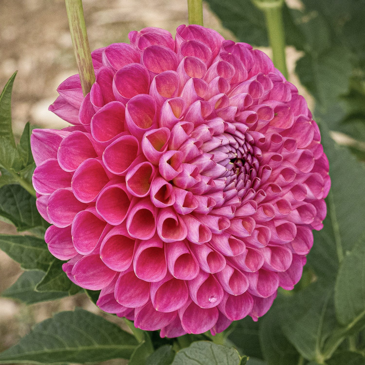 Dahlia Jowey Frambo, Loukykvět