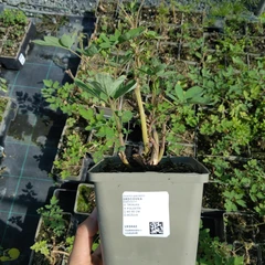 Planta K11