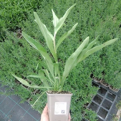 Plantón