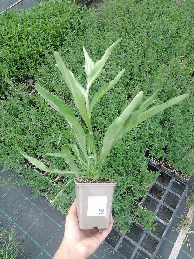 Stokesia Träumerei - 21. 7. 2026