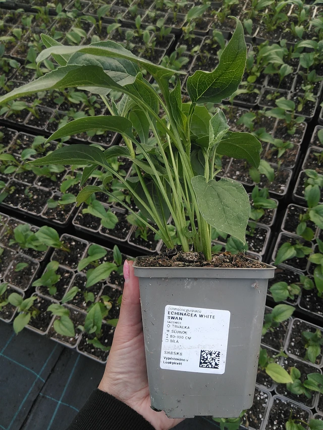 Echinacea White Swan - 16. 7. 2026