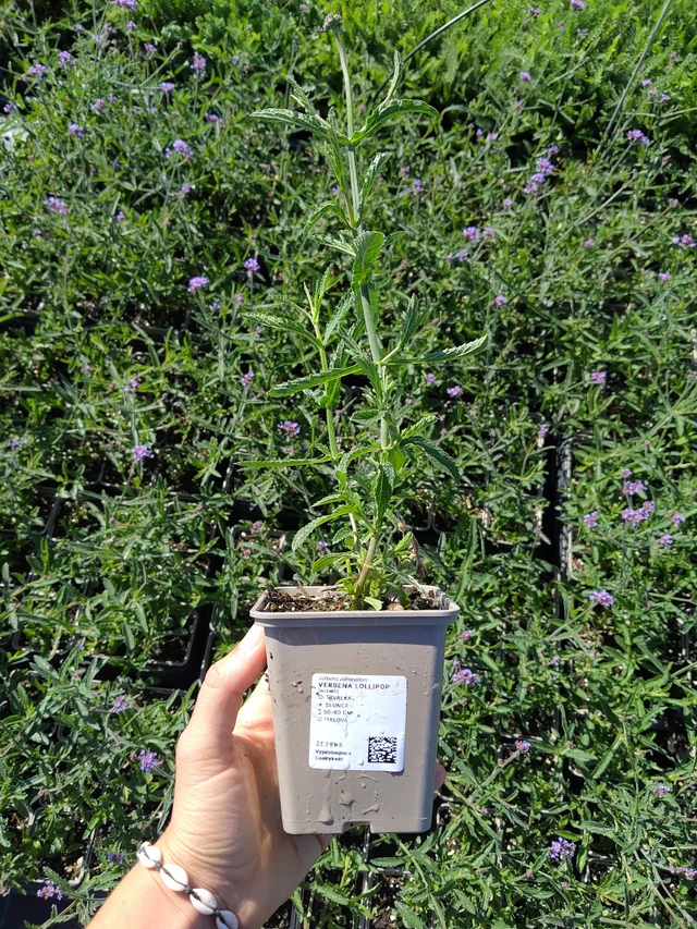 Verbena Lollipop - 12. 8. 2026