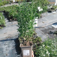 Seedling