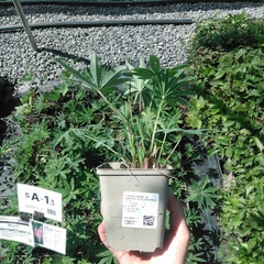 Plant