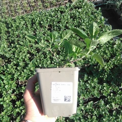 Sazenice