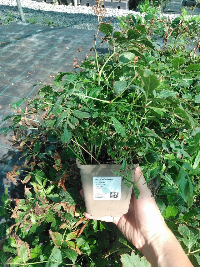 Astilbe Europa - 11. 8. 2026