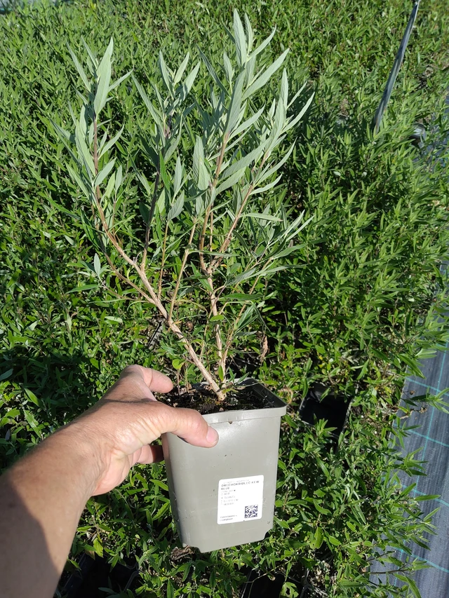 Blåskæg Kew Blue - 16. 7. 2026