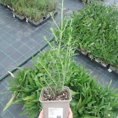 Seedling