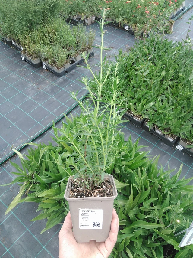 Hyssop Roseus - 21. 7. 2026