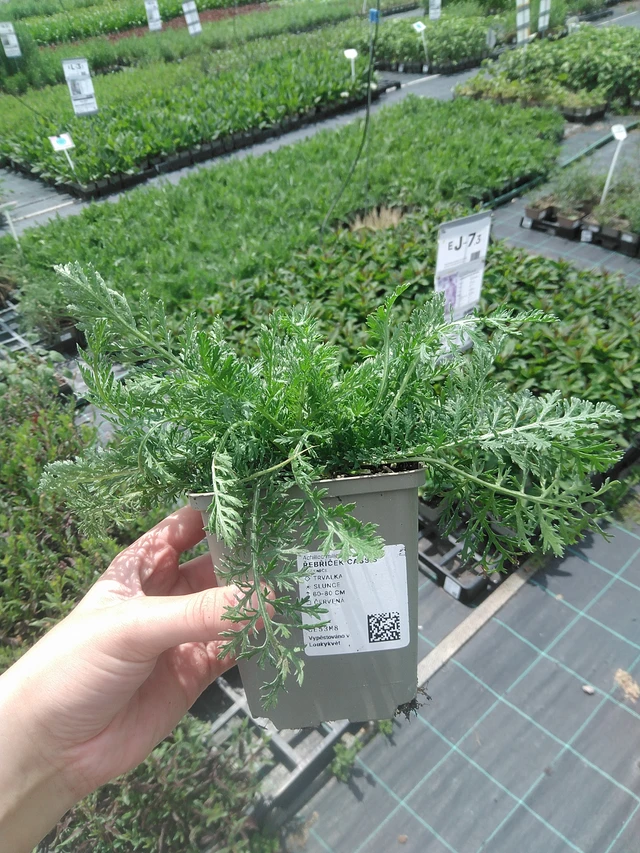 Duizendblad Cassis - 2. 6. 2026