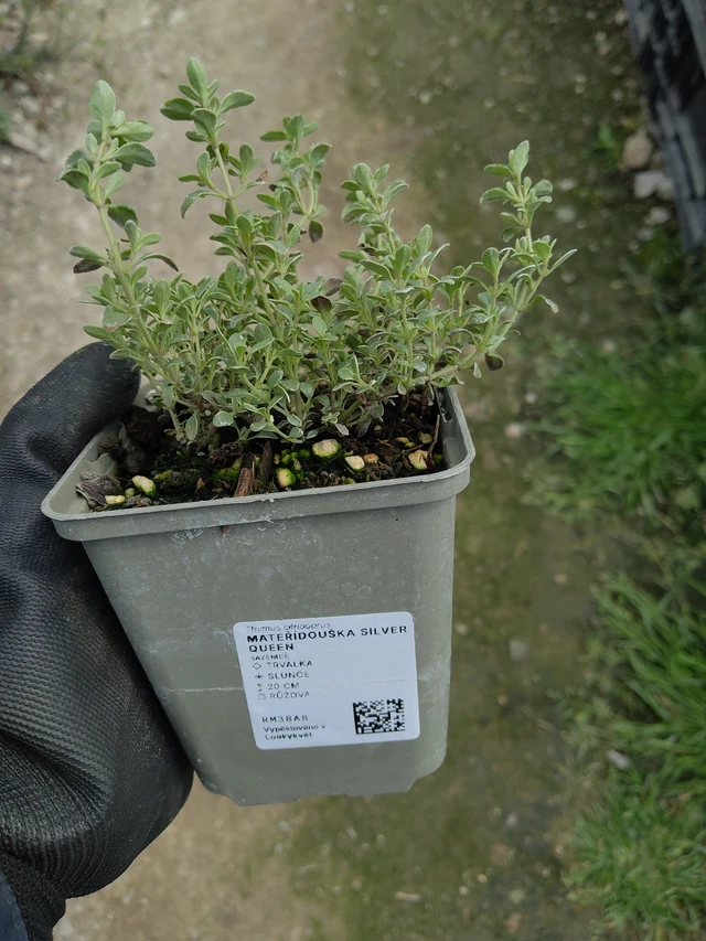 Thym Silver Queen - 13. 5. 2026