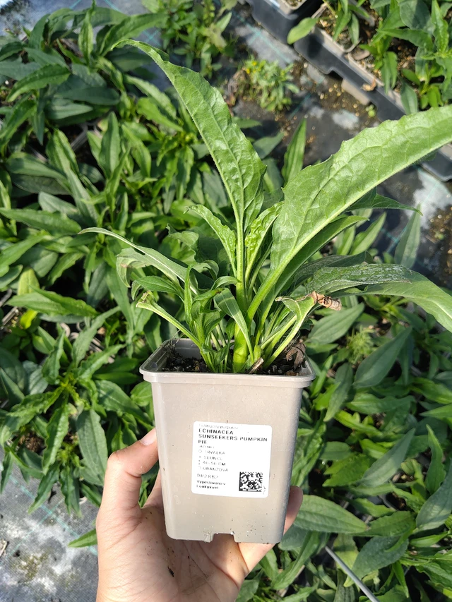 Echinacea SunSeekers Pumpkin Pie - 11. 8. 2026