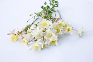 Columbine