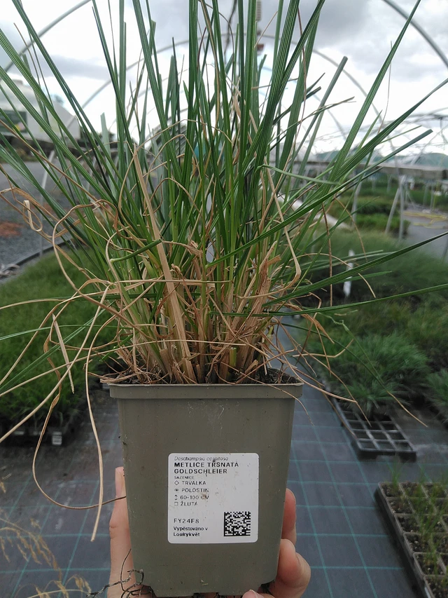 Metlice trsnatá Goldschleier - 21. 7. 2026