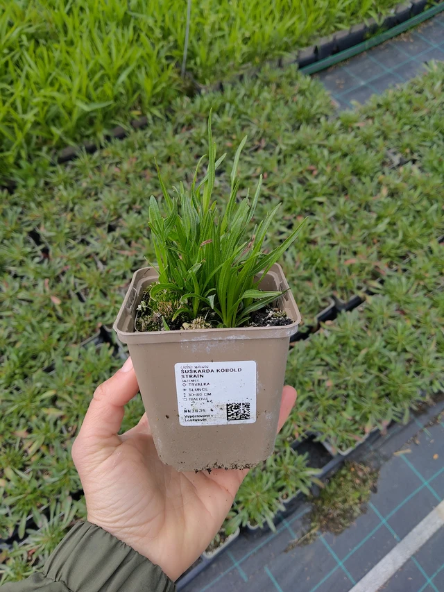 Liatris Kobold - 13. 5. 2026
