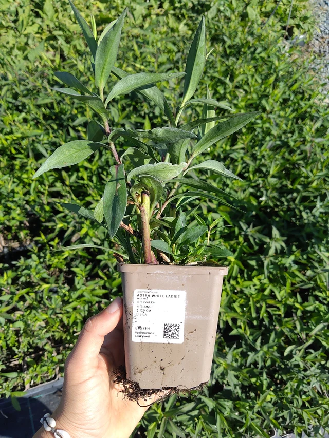 Aster White Ladies - 12. 8. 2026