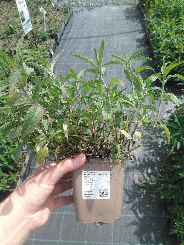 Monarda punctata - 2. 6. 2026