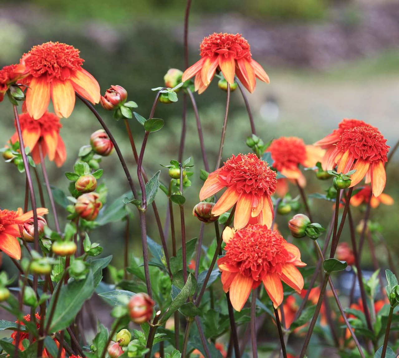 Dahlia Josie, Loukykvět
