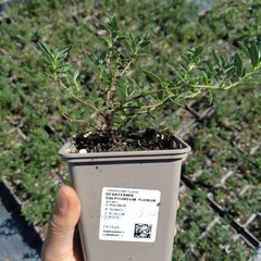 Plant