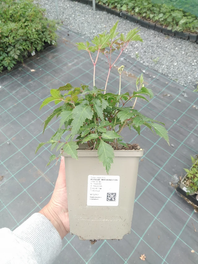 Astilbe Washington - 3. 6. 2026
