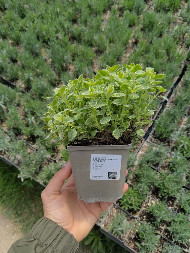 Dobromysl Aureum Variegata - 13. 5. 2026