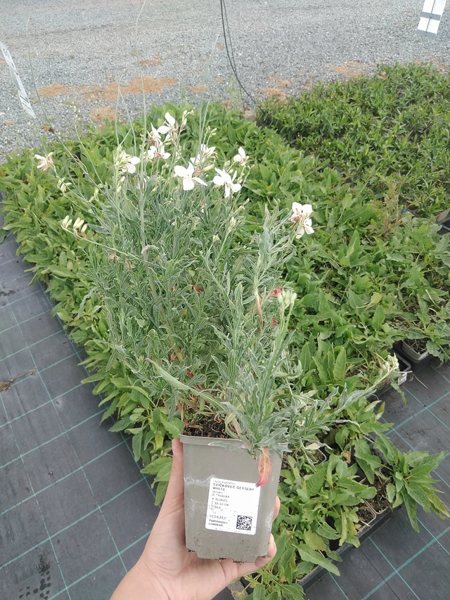 Gaura Geyser® White - 21. 7. 2026