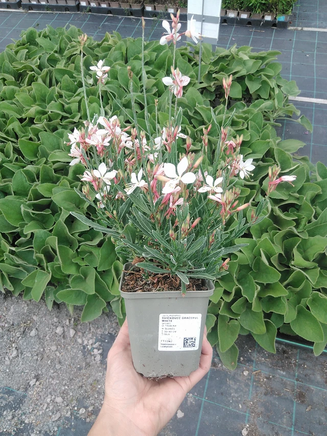 Gaura Graceful White - 21. 7. 2026