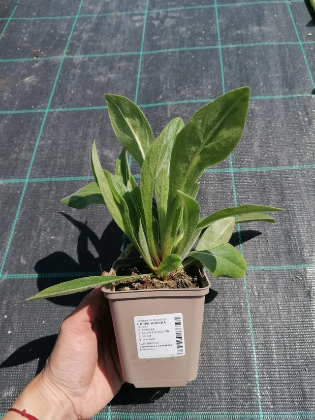 Vuorikaunokki - 2024