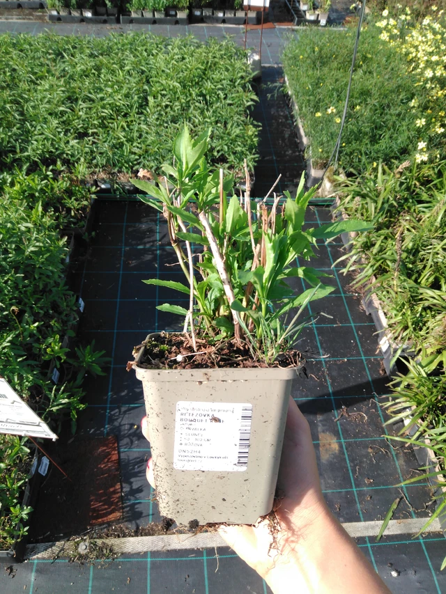 Kellopeippi Bouquet Rose - 11. 9. 2025