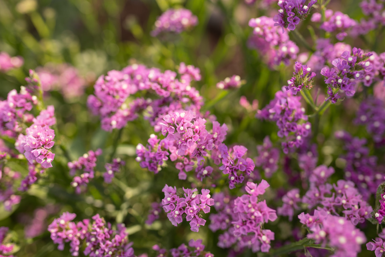 Ikiviuhko QIS Rose, Loukykvět