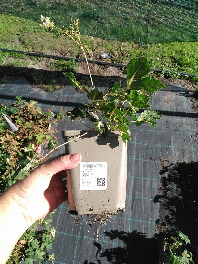 Filipendula Variegata - 19. 8. 2025