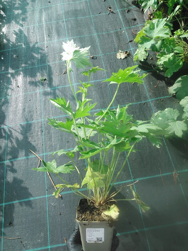 Ritarinkannus Benary’s Pacific Blue Bird - 13. 10. 2025