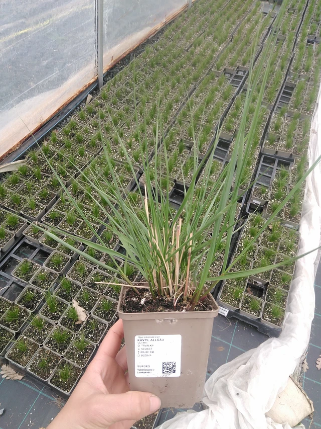 Fjergræs Allgäu - 20. 4. 2026